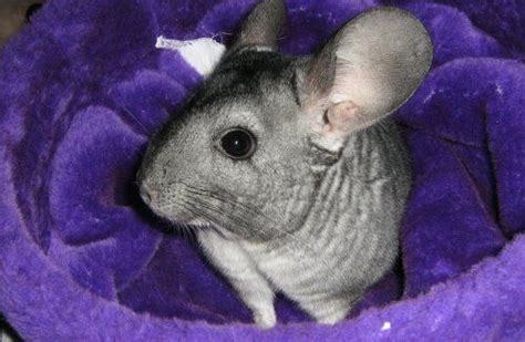 chinchilla buy swap and sell|Iba pa.